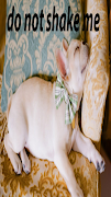 Dancing dog poster