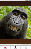 Quebra-Cabeças Macaco imagem de tela 6