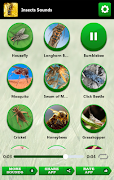 Insects Sounds poster