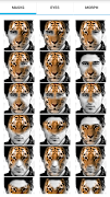 Animal Faces - Face Morphing screenshot 4