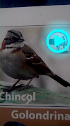 Aves de Chile AR screenshot 5