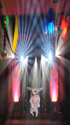 Dancing dog ภาพหน้าจอ 1