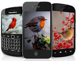 American Bird Sounds captura de pantalla 1