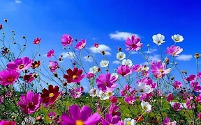 Spring Flowers Cartaz