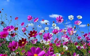 Poster Spring Flowers
