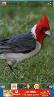 برنامه‌نما Cardinal Wallpapers عکس از صفحه