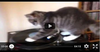 Cats Everywhere screenshot 3