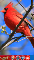 پوستر Cardinal Wallpapers