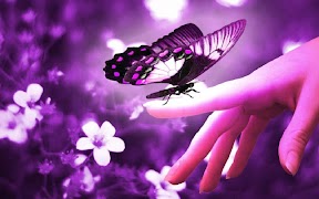 برنامه‌نما 3D Butterfly عکس از صفحه