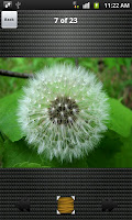 Dandelion Wallpapers for S3 screenshot 1
