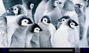 2 Schermata Penguin Gallery HD