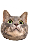 Spinning Cat Face poster