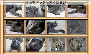 Photo Collection imagem de tela 1