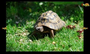 برنامه‌نما Turtle memory عکس از صفحه