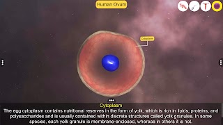Human Reproductive Organs screenshot 7