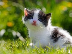 Anak kucing syot layar 1