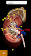 Anatomy 3D Atlas screenshot 4