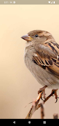 Sparrow sms постер