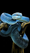 برنامه‌نما Snake Wallpapers عکس از صفحه