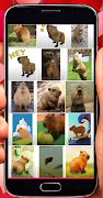 برنامه‌نما Capybara Stickers عکس از صفحه