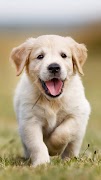 Dog Wallpapers HD 2023 screenshot 7