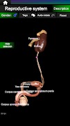 برنامه‌نما Internal Organs in 3D Anatomy عکس از صفحه