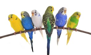 parakeet screenshot 3