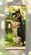 Fondo de pantalla de perro captura de pantalla 5