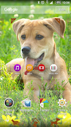 Xperia Theme - Dog скриншот 2