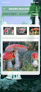 Mushrooms Guide screenshot 6
