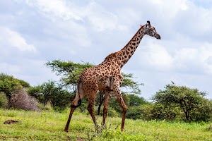 Giraffe Wallpapers 2 poster