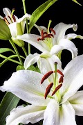 Lily wallpapers screenshot 3