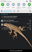 Lizard  on phone  prank Ekran Görüntüsü 7