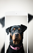 Rottweiler Wallpaper 스크린샷 6