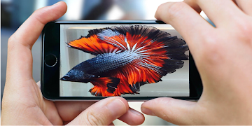 Fish Wallpaper plakat