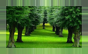 Tree Backgrounds screenshot 7