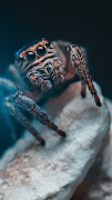 Spider Wallpaper captura de pantalla 6