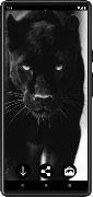 Panther Wallpapers স্ক্রিনশট 4