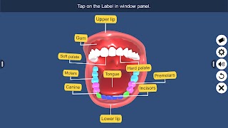 Buccal cavity screenshot 3