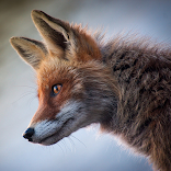 Fox wallpapers Free HD