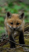 3 Schermata Fox wallpapers
