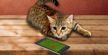 Cat laser sounds! screenshot 3
