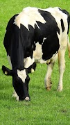 1 Schermata Cow Sounds