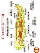 ANATOMY 3D - Human, Animal, Pl 截圖 7