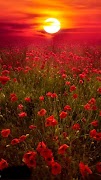 Summer wallpaper ภาพหน้าจอ 5