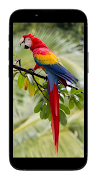 Bird Wallpaper syot layar 7