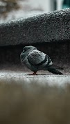 鳥の壁紙 スクリーンショット 3