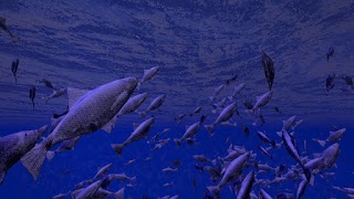 Be a Fish - VR Simulator স্ক্রিনশট 2