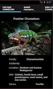 Chameleons Poster