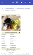 Bumblebees اسکرین شاٹ 3